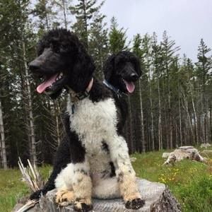 Meet your Posher, Tasha